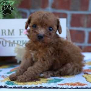 Neoma, Miniature Poodle Puppy