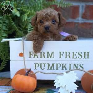 Nettie, Miniature Poodle Puppy