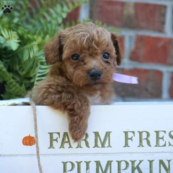Nettie, Miniature Poodle Puppy