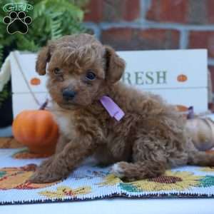 Nettie, Miniature Poodle Puppy