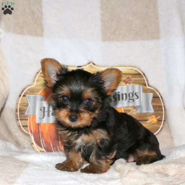Nikki, Yorkie Puppy