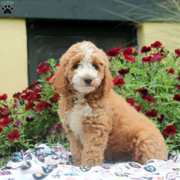 Nick, Mini Goldendoodle Puppy