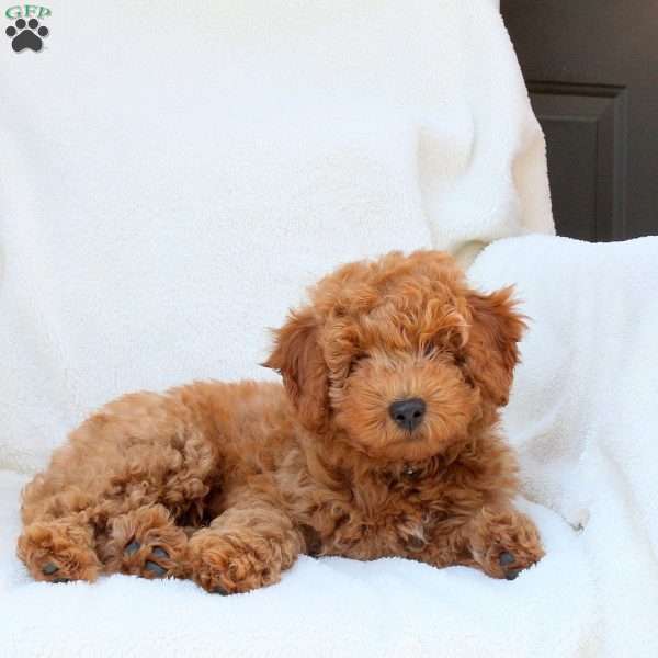 Nick, Mini Goldendoodle Puppy