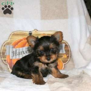 Nikki, Yorkie Puppy
