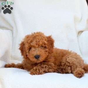 Nick, Mini Goldendoodle Puppy