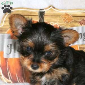 Nikki, Yorkie Puppy