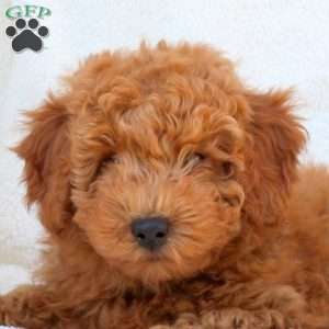 Nick, Mini Goldendoodle Puppy