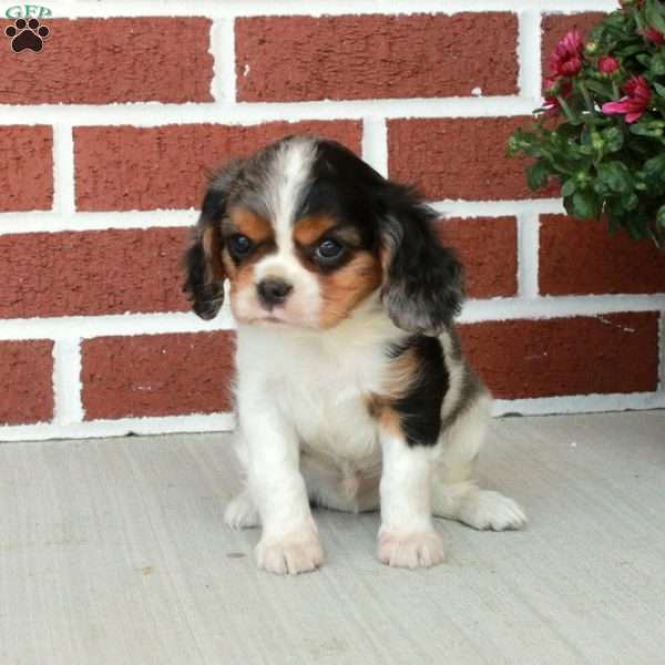 Nico, Cavalier King Charles Spaniel Puppy