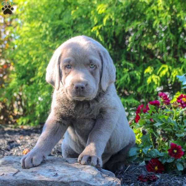 Nico, Silver Labrador Retriever Puppy