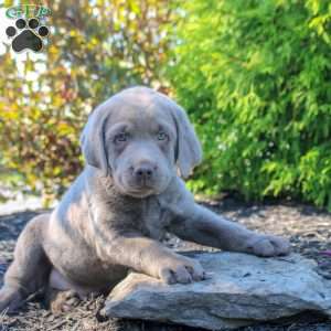 Nico, Silver Labrador Retriever Puppy