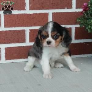 Nico, Cavalier King Charles Spaniel Puppy