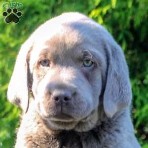 Nico, Silver Labrador Retriever Puppy