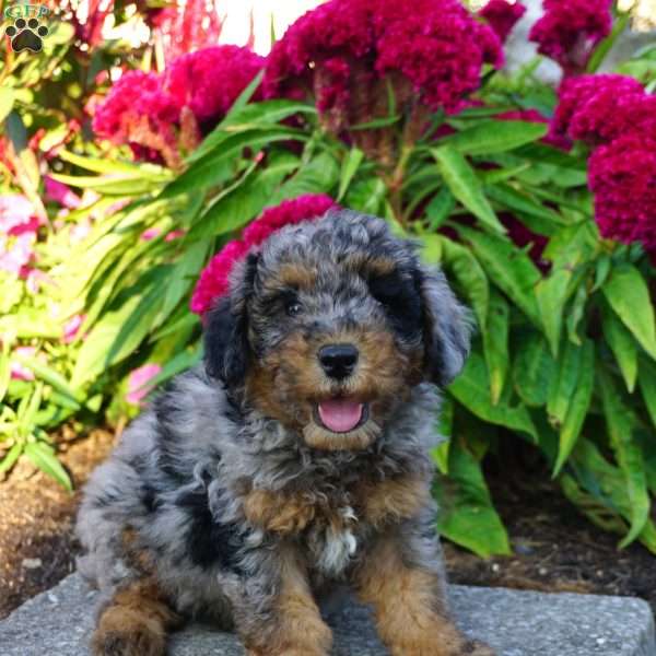 Nico, Miniature Poodle Puppy