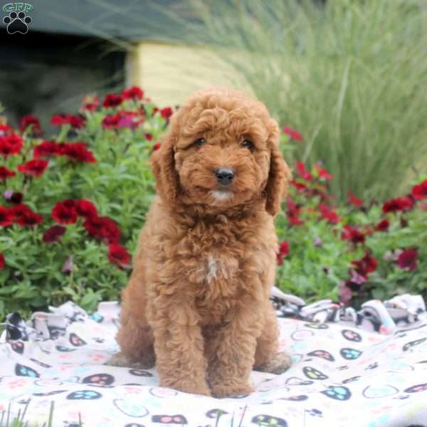Nicole, Mini Goldendoodle Puppy