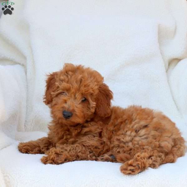 Nicole, Mini Goldendoodle Puppy