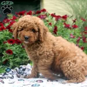 Nicole, Mini Goldendoodle Puppy