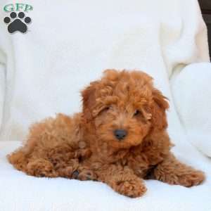 Nicole, Mini Goldendoodle Puppy