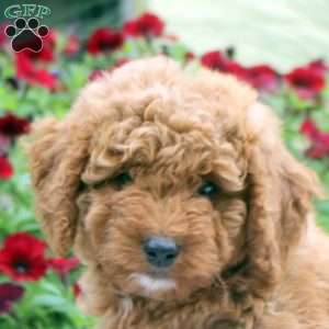 Nicole, Mini Goldendoodle Puppy