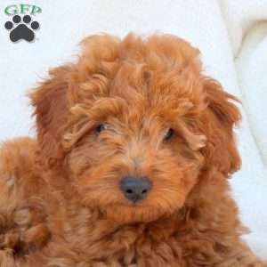 Nicole, Mini Goldendoodle Puppy