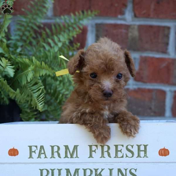 Nikie, Miniature Poodle Puppy