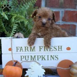 Nikie, Miniature Poodle Puppy