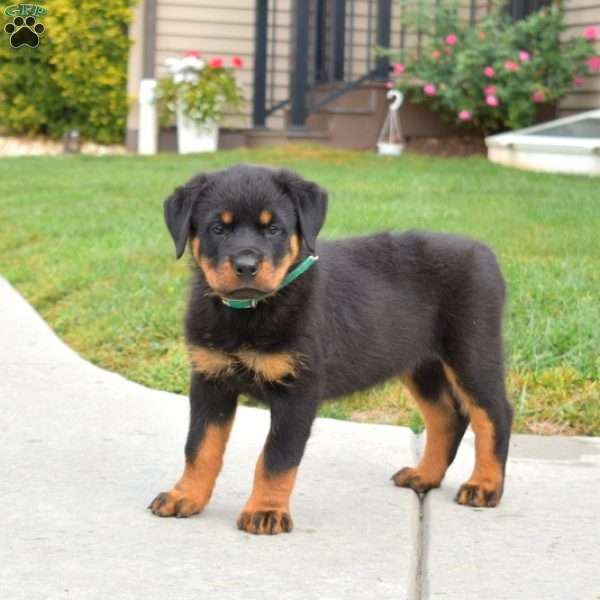 Nikita, Rottweiler Puppy