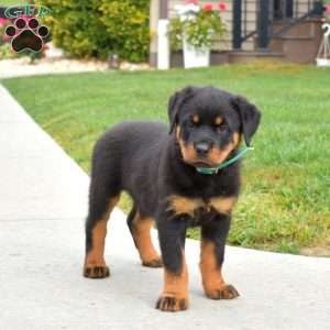 Nikita, Rottweiler Puppy