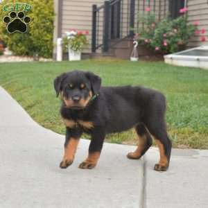 Nikita, Rottweiler Puppy