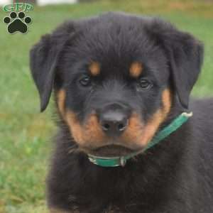 Nikita, Rottweiler Puppy