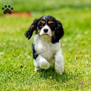 Nila, Cavalier King Charles Spaniel Puppy