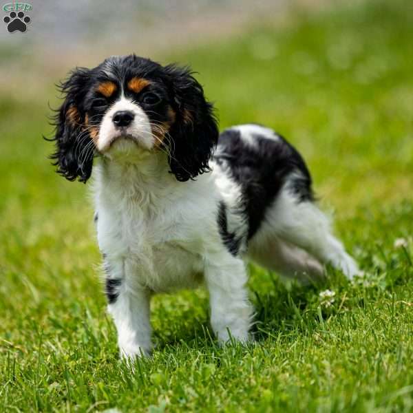 Nila, Cavalier King Charles Spaniel Puppy