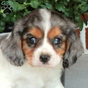 Nimbo, Cavalier King Charles Spaniel Puppy