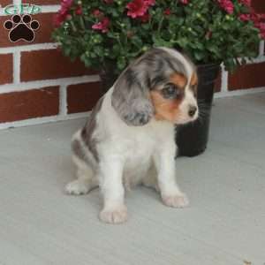 Nimbo, Cavalier King Charles Spaniel Puppy