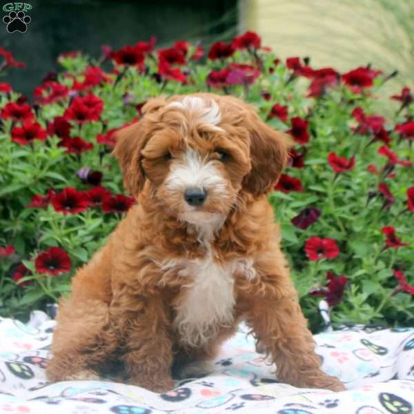 Nina, Mini Goldendoodle Puppy