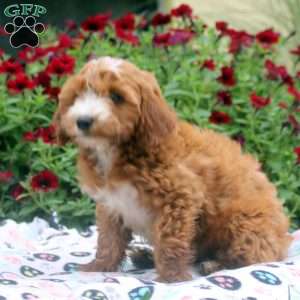 Nina, Mini Goldendoodle Puppy