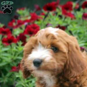 Nina, Mini Goldendoodle Puppy