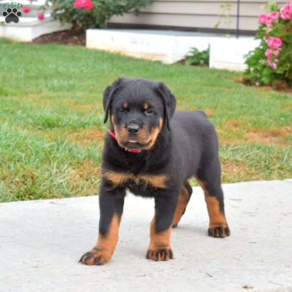 Nitro, Rottweiler Puppy