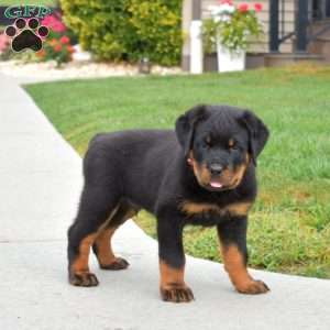 Nitro, Rottweiler Puppy