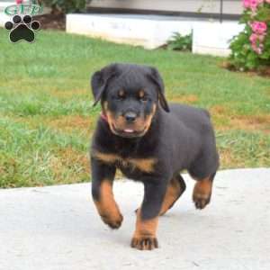 Nitro, Rottweiler Puppy