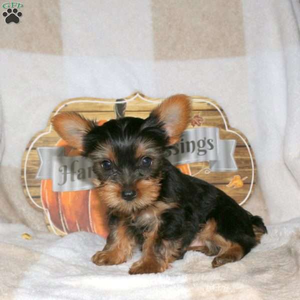 Nixie, Yorkie Puppy