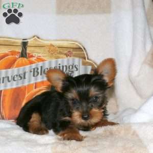 Nixie, Yorkie Puppy