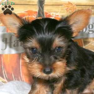 Nixie, Yorkie Puppy