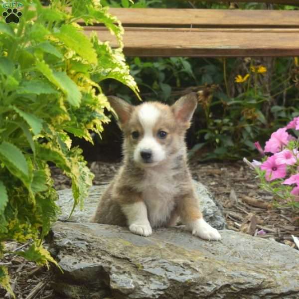 Noah, Pembroke Welsh Corgi Puppy