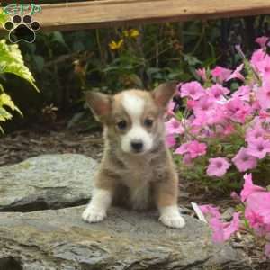 Noah, Pembroke Welsh Corgi Puppy