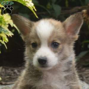 Noah, Pembroke Welsh Corgi Puppy