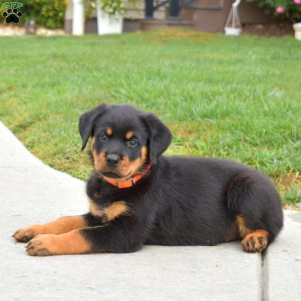 Nola, Rottweiler Puppy