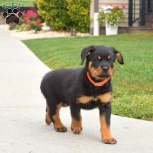 Nola, Rottweiler Puppy