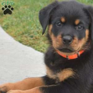 Nola, Rottweiler Puppy