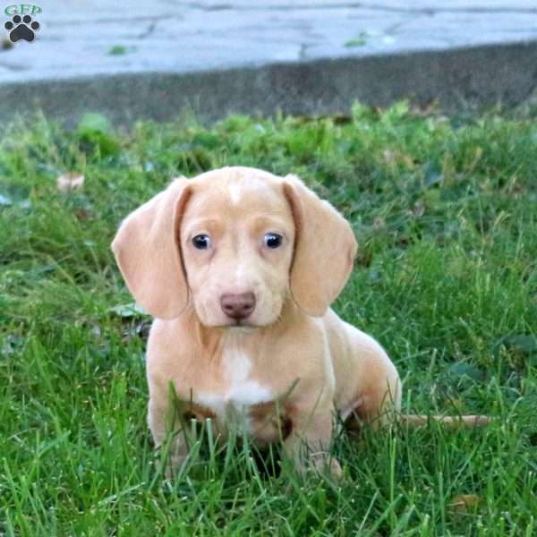 Nolan, Dachshund Puppy