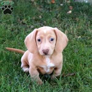 Nolan, Dachshund Puppy